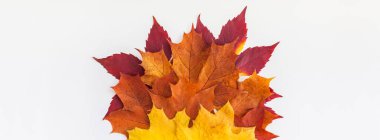 Yaratıcı en iyi görünüm düz sonbahar kavramı kompozisyon yatıyordu. Kurutulmuş parlak kağıt arka plan kopya alanı yaprak. Uzun geniş afiş sonbahar Şükran günü düğün yıldönümü davetiye