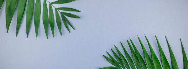 创意平躺在蓝色灰色纸背景与复制空间的绿色热带棕榈叶顶部视图 最小的热带棕榈叶植物夏季概念模板长宽横幅 — 图库照片
