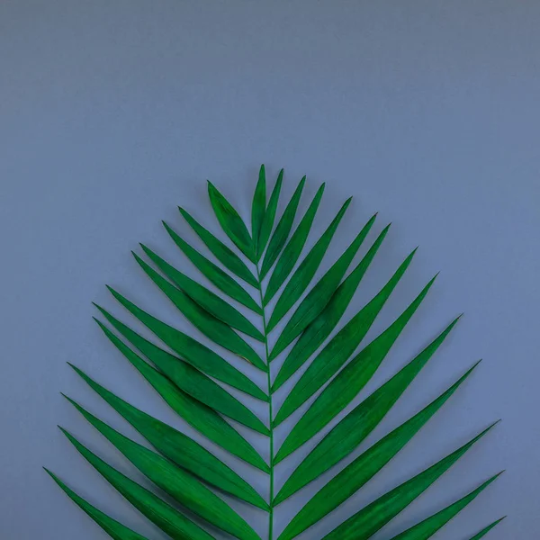 Creative Ploché Ležel Pohled Shora Zelené Tropické Palm Listy Modré — Stock fotografie