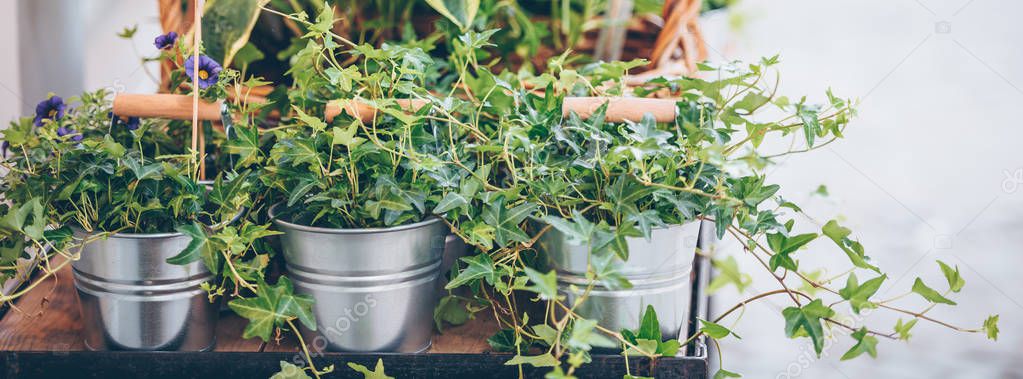 Green Plants in the pots placed on the table in the street flower shop. Long wide banner