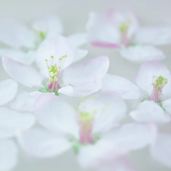 Quadrado Feche Flores Macieira Florescentes Primavera Brancas Que Flutuam Tigela — Fotografia de Stock