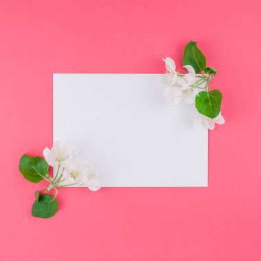 Boş Kartpostal çerçeve sahte kavramı en iyi görünümünü kare düz yığmak ve elma ağacı yaprakları üzerinde pastel pembe arka plan kopya alanı en az stili, yazı, metin veya tasarım şablonu ile çiçekler