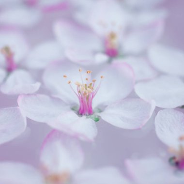 Elma ağacı çiçek aroması kâse su içinde yüzen çiçek beyaz Bahar yakın kare. Spa ve sağlıklı yaşam konsepti