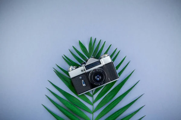 Creative flat lay top view of green tropical palm leaves and old photo camera on blue grey paper background with copy space. Minimal tropical palm leaf plants summer travel concept template