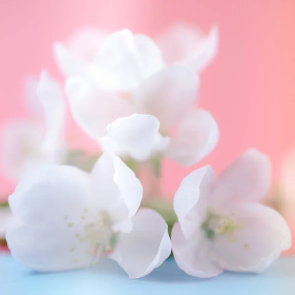 Apple Blossoms Blurred Color Background Spring Flowers Creative Macro Square — Stock Photo, Image