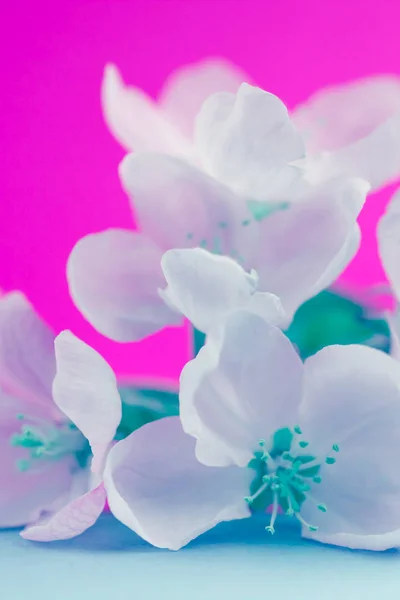 Μήλο Blossoms Πάνω Θολή Χρώμα Φόντου Άνοιξη Λουλούδια Εικόνα Δημιουργική — Φωτογραφία Αρχείου