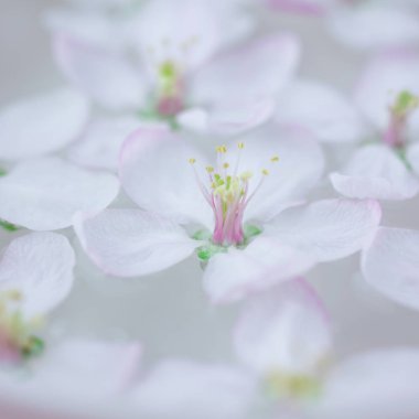 Elma ağacı çiçek aroması kâse su içinde yüzen çiçek beyaz Bahar yakın kare. Spa ve sağlıklı yaşam konsepti