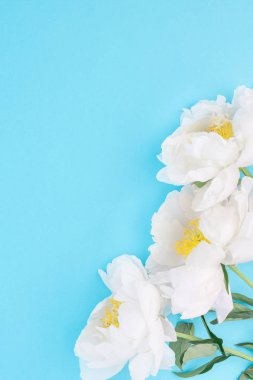 Pastel mavi renk Kağıt arka plan kopya alanı en az tarzı, kartpostal, yazı, metin veya tasarım şablonu ile şakayık çiçekleri beyaz. Düğün davetiyesi ve kutlama tebrik kavramı