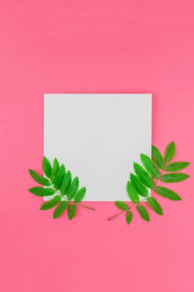 Creative flat lay top view white letter mock up with fresh green rowan tree leaves on bright pink background with copy space in minimal duotone pop art style, template for text