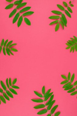 Parlak pembe arka plan kopya alanı en az çift ton pop sanat tarzı, metin için çerçeve şablonu ile taze yeşil rowan ağacı ile yaratıcı düz yatıyordu üstten görünüm desen yaprak