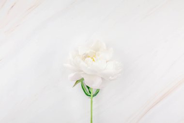 Güzel kopya alanı en az tarzı, kartpostal, yazı, metin veya tasarım şablonu mermer zemin üzerine beyaz şakayık çiçekleri blooming. Düğün davetiyesi ve kutlama tebrik kavramı