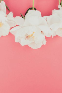 Çiçek beyaz şakayık pastel renk Kağıt arka plan kopya alanı en az tarzı, kartpostal, yazı, metin için şablon ile tasarımınızı çiçekler. Düğün davetiyesi ve kutlama tebrik kavramı