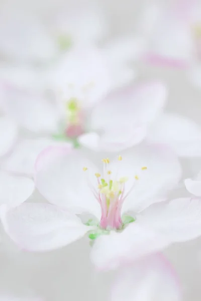 Close Van Witte Voorjaar Bloeien Apple Boom Bloemen Zweven Geur — Stockfoto