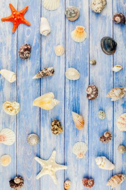 Yaratıcı düz yaz seyahat tatil kavramı yatıyordu. Kopya alanı rustik tarzı, çerçeve şablonu metin için pastel mavi ahşap plakalar zemin üzerine deniz kabuklarını ve denizyıldızı üstten görünüm