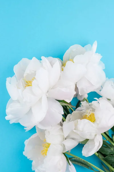 Flores Peonía Blanca Sobre Fondo Papel Color Azul Pastel Con —  Fotos de Stock