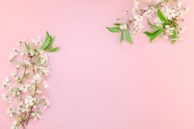Yaratıcı üstten görünüm kiraz ağacı çiçek açan çiçekler brunch karede bin yıllık pembe arka plan kopya alanı en az stili, yazı, metin veya tasarım şablonu ile