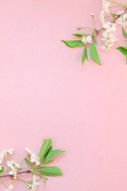 Yaratıcı üstten görünüm kiraz ağacı çiçek açan çiçekler brunch karede bin yıllık pembe arka plan kopya alanı en az stili, yazı, metin veya tasarım şablonu ile