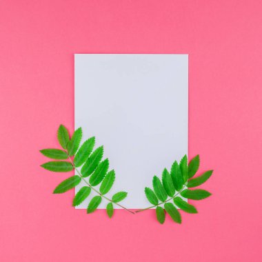 Üstten görünüm kopya alanı en az çift ton pop sanat tarzı, metin için şablon parlak pembe kare zemin üzerine beyaz mektup taze yeşil rowan ağacı ile alay etmek yukarıya yaprak yaratıcı düz yatıyordu