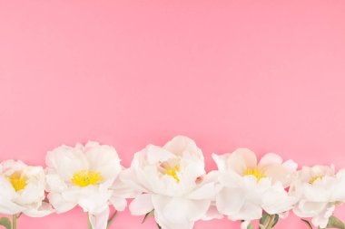 Çiçek beyaz şakayık pastel renk Kağıt arka plan kopya alanı en az tarzı, kartpostal, yazı, metin için şablon ile tasarımınızı çiçekler. Düğün davetiyesi ve kutlama tebrik kavramı