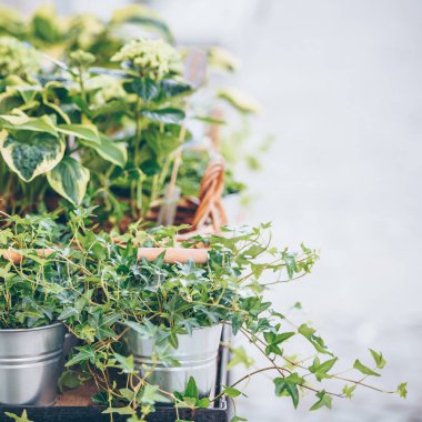 Yeşil bitkiler sokak çiçekçi dükkanı tabloda yerleştirilen tencere Meydanı vurdu