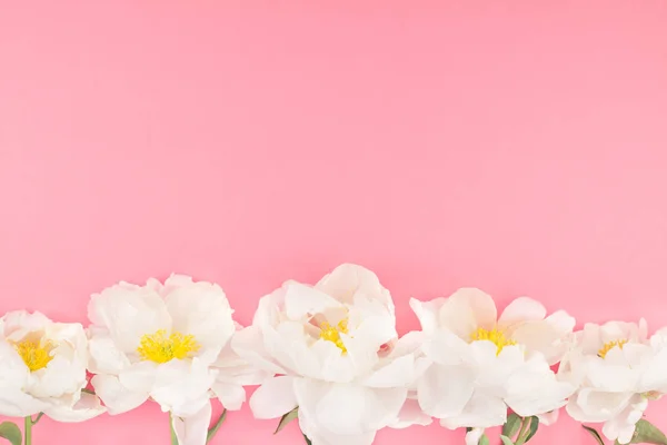 Florecientes Flores Peonía Blanca Sobre Fondo Papel Color Pastel Con — Foto de Stock
