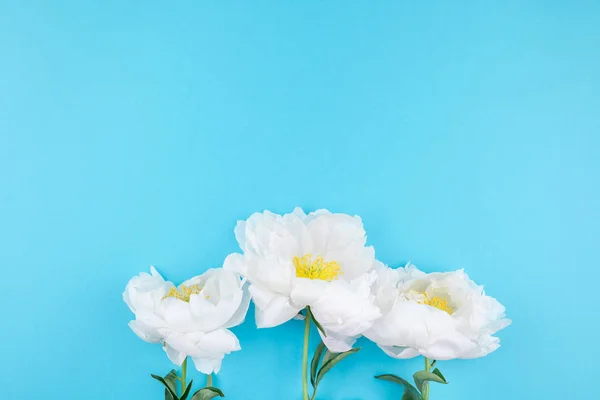 Flores Peonía Blanca Sobre Fondo Papel Color Azul Pastel Con — Foto de Stock