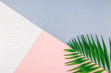 Yaratıcı düz renk Kağıt arka plan kopya alanı ile tropikal palmiye yaprak yeşil üstten görünüm yatıyordu. En az tropikal palmiye yaprağı bitkiler yaz kavramı şablon metin veya tasarım için
