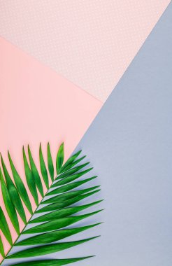 Yaratıcı düz renk Kağıt arka plan kopya alanı ile tropikal palmiye yaprak yeşil üstten görünüm yatıyordu. En az tropikal palmiye yaprağı bitkiler yaz kavramı şablon metin veya tasarım için