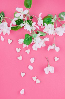 Yaratıcı üstten görünüm elma ağacı çiçek açan çiçekler brunch karede bin yıllık pembe arka plan kopya alanı en az stili, yazı, metin veya tasarım şablonu ile