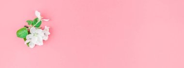 Yaratıcı üstten görünüm elma ağacı çiçek açan çiçekler brunch karede bin yıllık pembe arka plan kopya alanı en az stili, yazı, metin veya tasarım şablonu ile