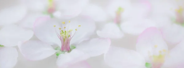 Close Van Witte Voorjaar Bloeien Apple Boom Bloemen Zweven Geur — Stockfoto