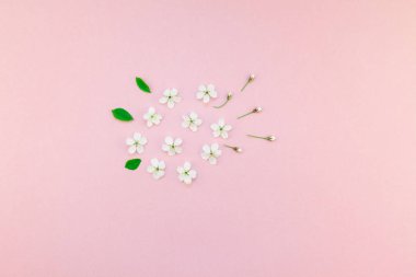 Bin yıllık pembe arka plan kopya alanı en az stili, yazı, metin veya tasarım şablonu ile desen çerçeve yaratıcı üstten görünüm kiraz ağacı çiçek açan çiçekler