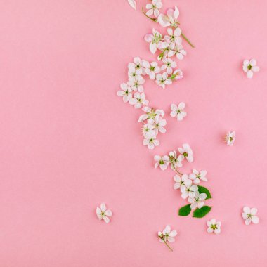 Bin yıllık pembe arka plan kopya alanı en az stili, yazı, metin veya tasarım şablonu ile desen çerçeve yaratıcı üstten görünüm kiraz ağacı çiçek açan çiçekler