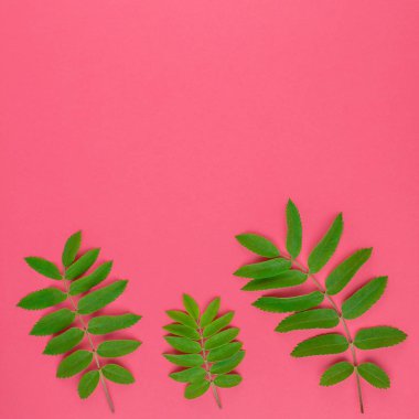 Kopya alanı en az çift ton pop sanat tarzı, metin için çerçeve şablonu parlak pembe kare zemin üzerine taze yeşil rowan ağacı ile yaratıcı düz yatıyordu üstten görünüm desen bırakır