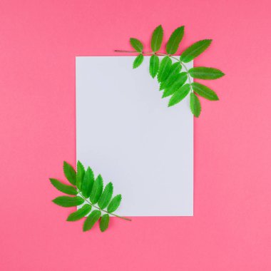 Üstten görünüm kopya alanı en az çift ton pop sanat tarzı, metin için şablon parlak pembe kare zemin üzerine beyaz mektup taze yeşil rowan ağacı ile alay etmek yukarıya yaprak yaratıcı düz yatıyordu