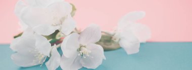 Elma çiçeği bulanık renkli arka plan üzerinde. Bahar çiçekleri yaratıcı makro bokeh görüntüsüyle. Sığ derinlik-in tarla. Spa ve sağlıklı yaşam konsepti. Uzun geniş afiş