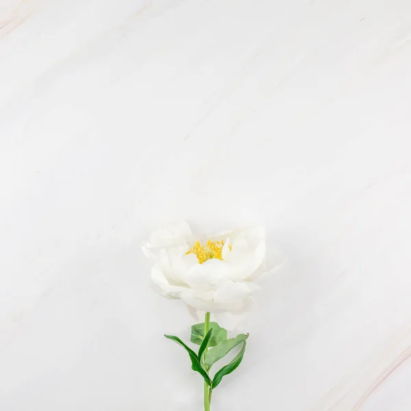 Belle Floraison Fleurs Pivoines Blanches Sur Fond Marbre Avec Espace — Photo