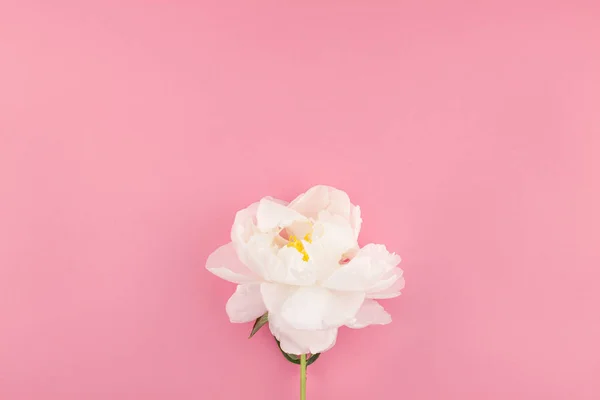 Înflorirea Florilor Bujor Alb Fundal Pastelat Hârtie Color Spațiu Copiere — Fotografie, imagine de stoc
