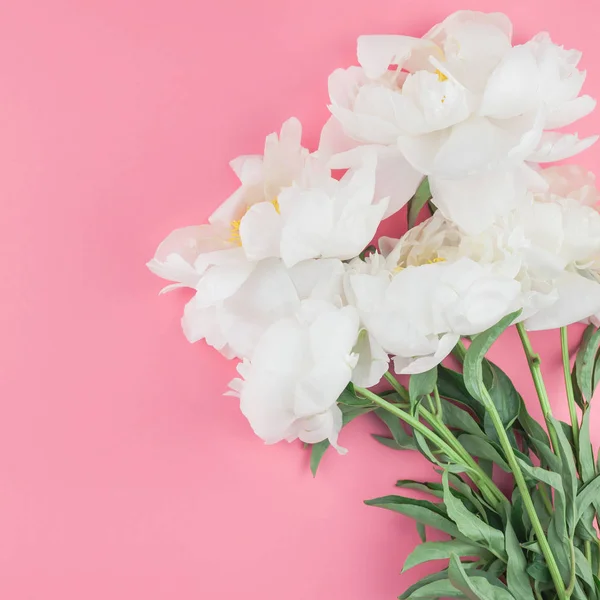 Florecientes Flores Peonía Blanca Sobre Fondo Papel Color Cuadrado Con — Foto de Stock