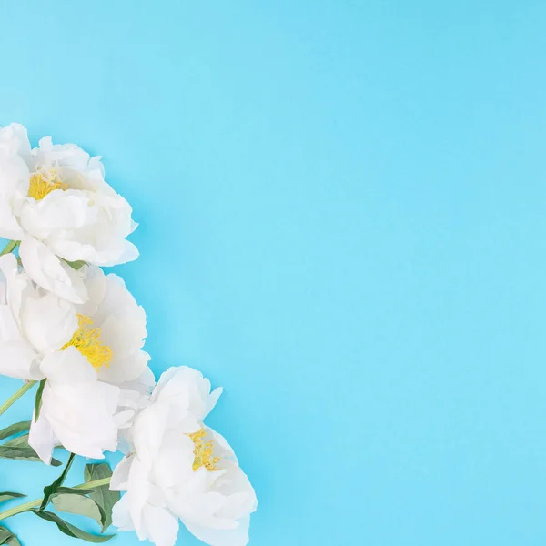 Flores Peonía Blanca Sobre Fondo Papel Color Azul Cuadrado Con —  Fotos de Stock