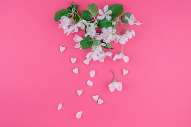 Yaratıcı üstten görünüm elma ağacı çiçek açan çiçekler brunch karede bin yıllık pembe arka plan kopya alanı en az stili, yazı, metin veya tasarım şablonu ile