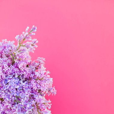 Leylak yaratıcı düz yatıyordu kavramı üstten görünüm parlak pembe arka plan kopya alanı en az stili, yazı, metin veya tasarım şablonu ile yaprakları çiçekler