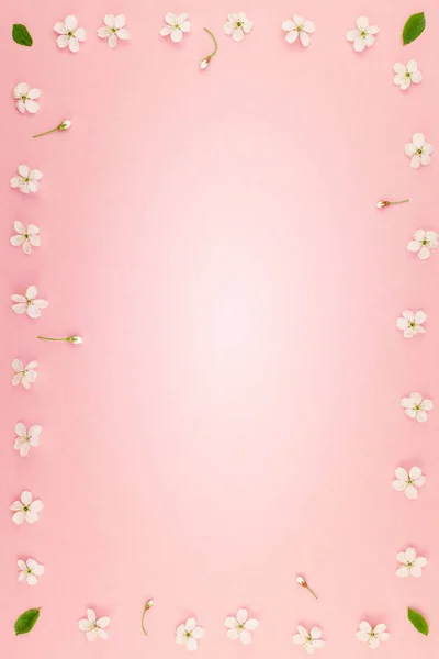 Kreative Draufsicht Kirschbaum Blühende Blumen Rahmenmuster Auf Tausendjährigem Rosa Hintergrund — Stockfoto