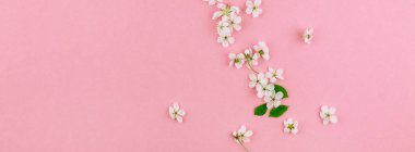 Bin yıllık pembe arka plan kopya alanı en az stili, yazı, metin veya tasarım şablonu ile desen çerçeve yaratıcı üstten görünüm kiraz ağacı çiçek açan çiçekler