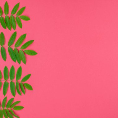 Kopya alanı en az çift ton pop sanat tarzı, metin için çerçeve şablonu parlak pembe kare zemin üzerine taze yeşil rowan ağacı ile yaratıcı düz yatıyordu üstten görünüm desen bırakır