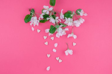 Yaratıcı üstten görünüm elma ağacı çiçek açan çiçekler brunch karede bin yıllık pembe arka plan kopya alanı en az stili, yazı, metin veya tasarım şablonu ile