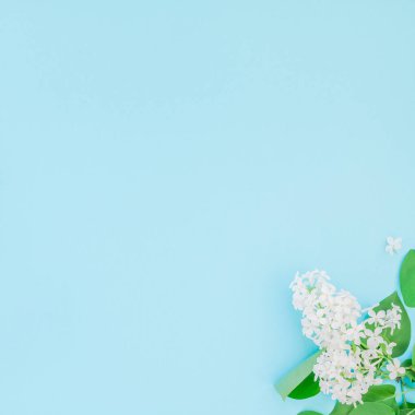 Yaprakları kopya alanı en az stili, yazı, metin veya tasarım şablonu pastel mavi zemin üzerine beyaz leylak yaratıcı düz yatıyordu kavramı en iyi görünümünü çiçekler