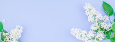 Yaprakları kopya alanı en az stili, yazı, metin veya tasarım şablonu pastel mavi zemin üzerine beyaz leylak yaratıcı düz yatıyordu kavramı en iyi görünümünü çiçekler