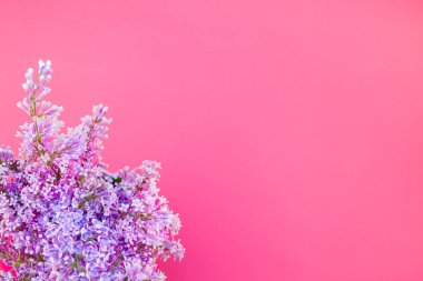 Leylak yaratıcı düz yatıyordu kavramı üstten görünüm parlak pembe arka plan kopya alanı en az stili, yazı, metin veya tasarım şablonu ile yaprakları çiçekler