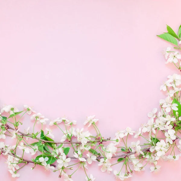 最小限のスタイル テキスト またはあなたのデザインのテンプレート コピー スペースと千年のピンクの背景に桜の木から咲く花のブランチ フレームで創造的な平面図 — ストック写真